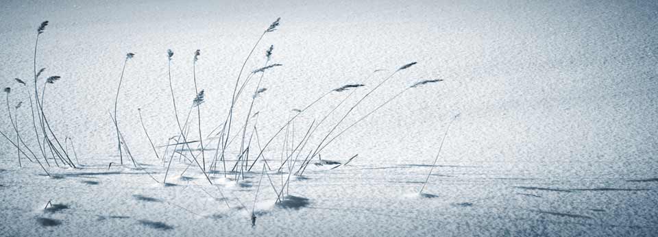 tranquil snow plants header